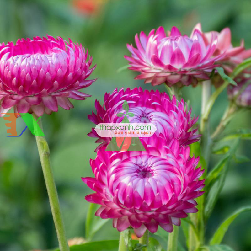 Hạt giống hoa Bất Tử (màu hồng)