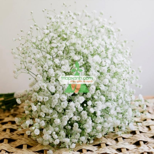 รูปภาพของ Hạt giống Hoa Baby (trắng)