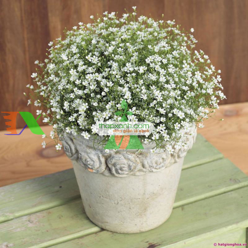 Hạt giống Hoa Baby (trắng)