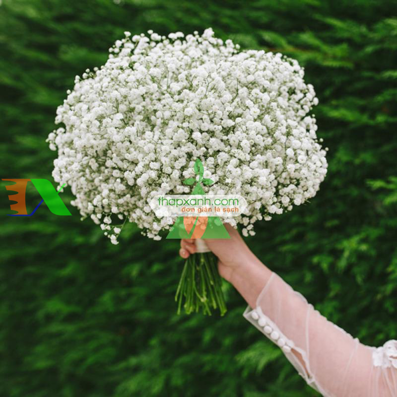 Hạt giống Hoa Baby (trắng)