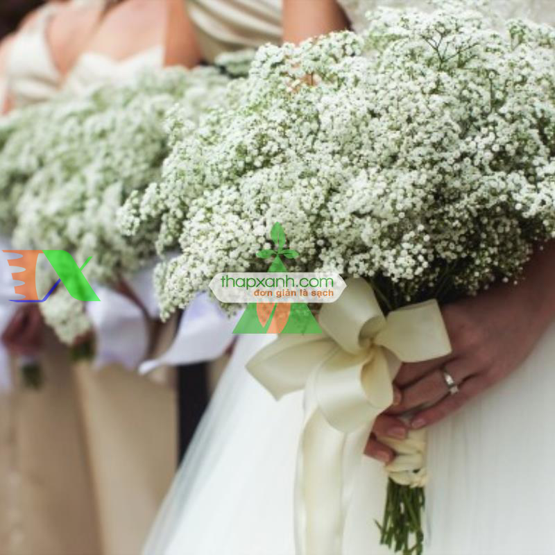 Hạt giống Hoa Baby (trắng)