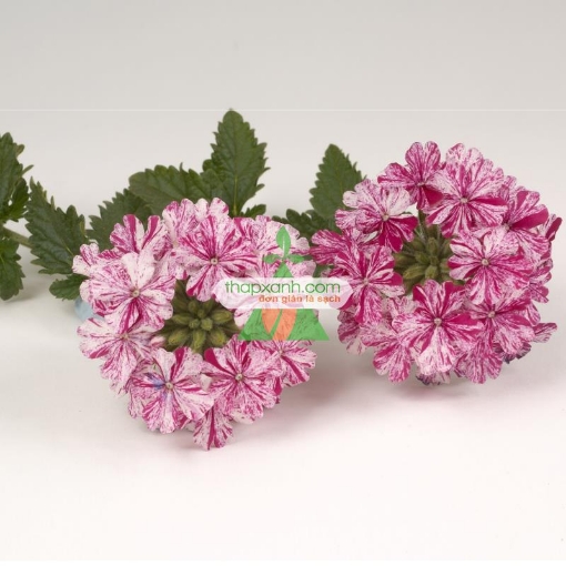 图片 Hạt giống hoa Cúc Indo (Cỏ roi ngựa, Mỹ)