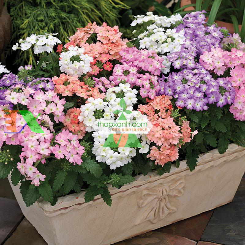 Hạt giống hoa Cúc Indo (Cỏ roi ngựa, Mỹ)