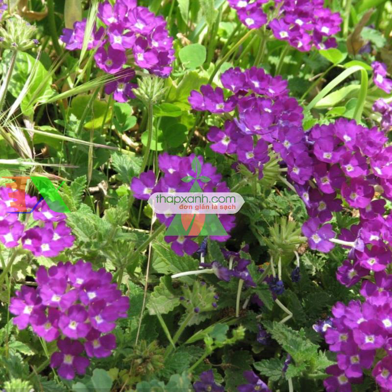 Hạt giống hoa Cúc Indo (Cỏ roi ngựa, Mỹ)