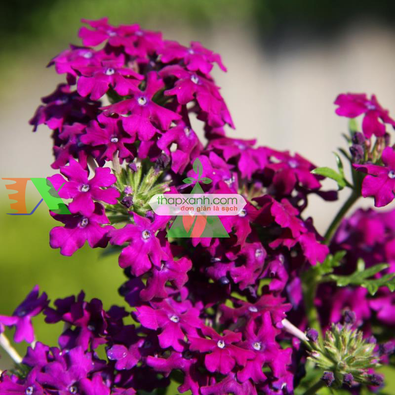 Hạt giống hoa Cúc Indo (Cỏ roi ngựa, Mỹ)