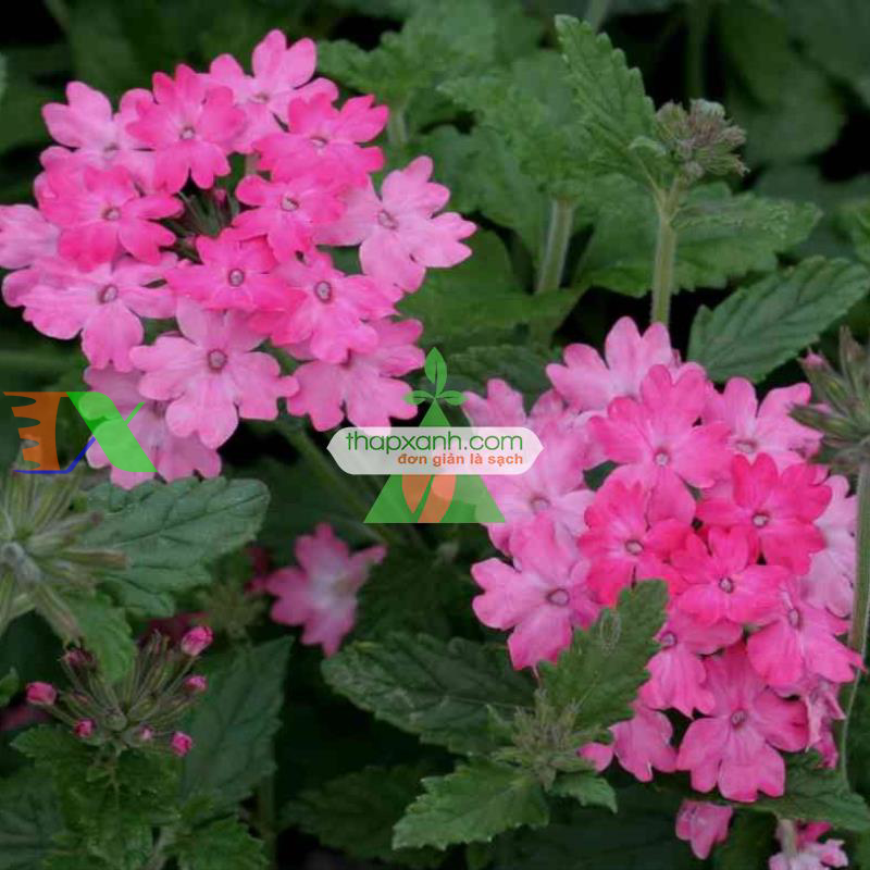 Hạt giống hoa Cúc Indo (Cỏ roi ngựa, Mỹ)