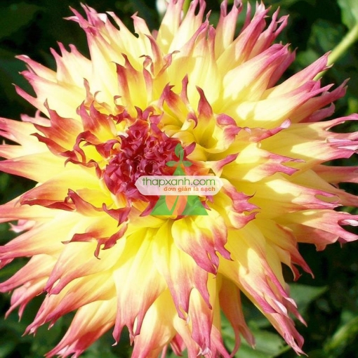 Ảnh của Hạt giống hoa Thược Dược xương rồng