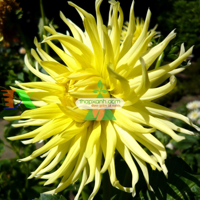 Hạt giống hoa Thược Dược xương rồng