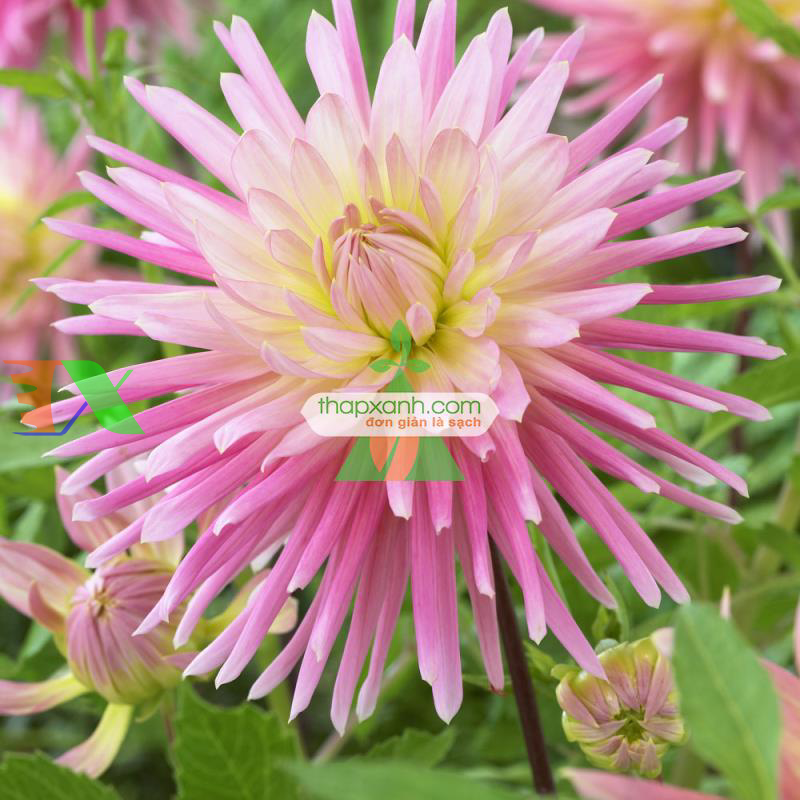 Hạt giống hoa Thược Dược xương rồng