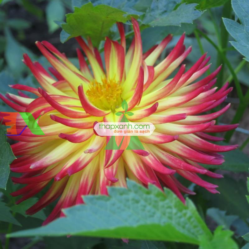 Hạt giống hoa Thược Dược xương rồng