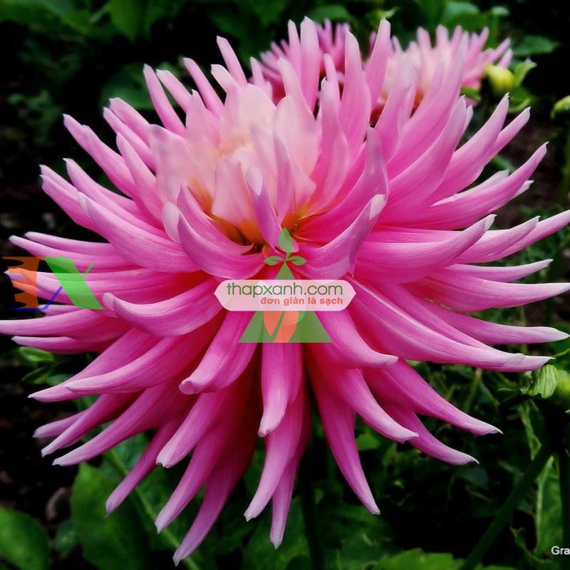 Hạt giống hoa Thược Dược xương rồng