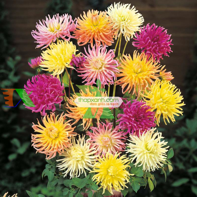 Kỹ thuật trồng hoa Thược Dược