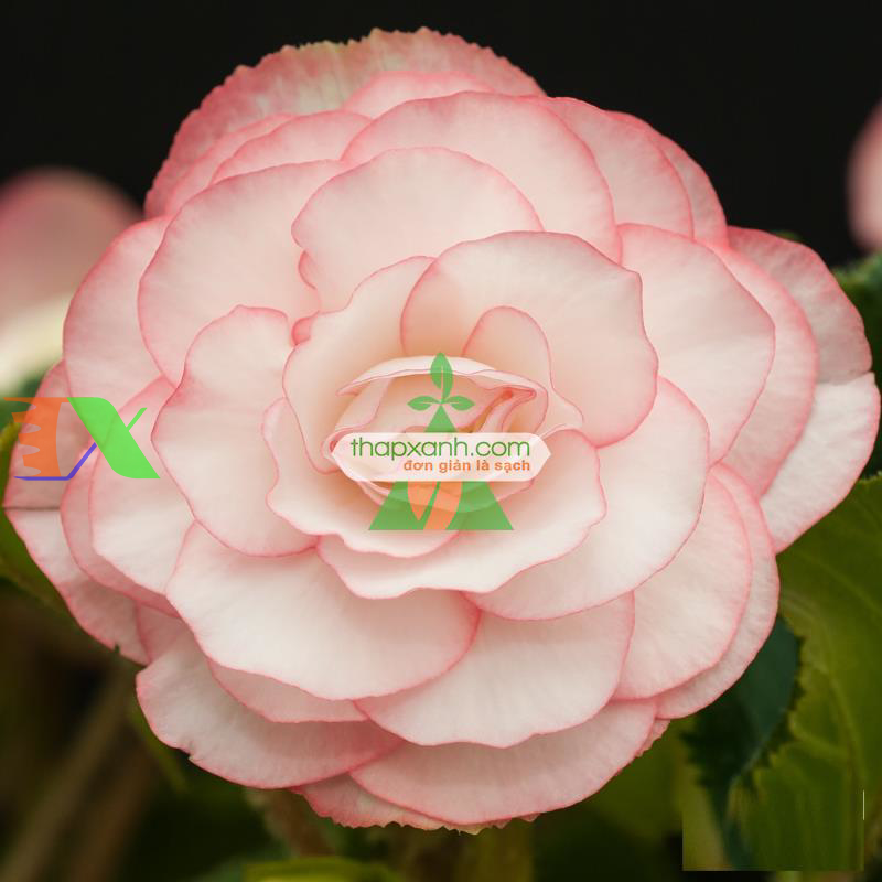 Hạt giống hoa Thu Hải Đường mix