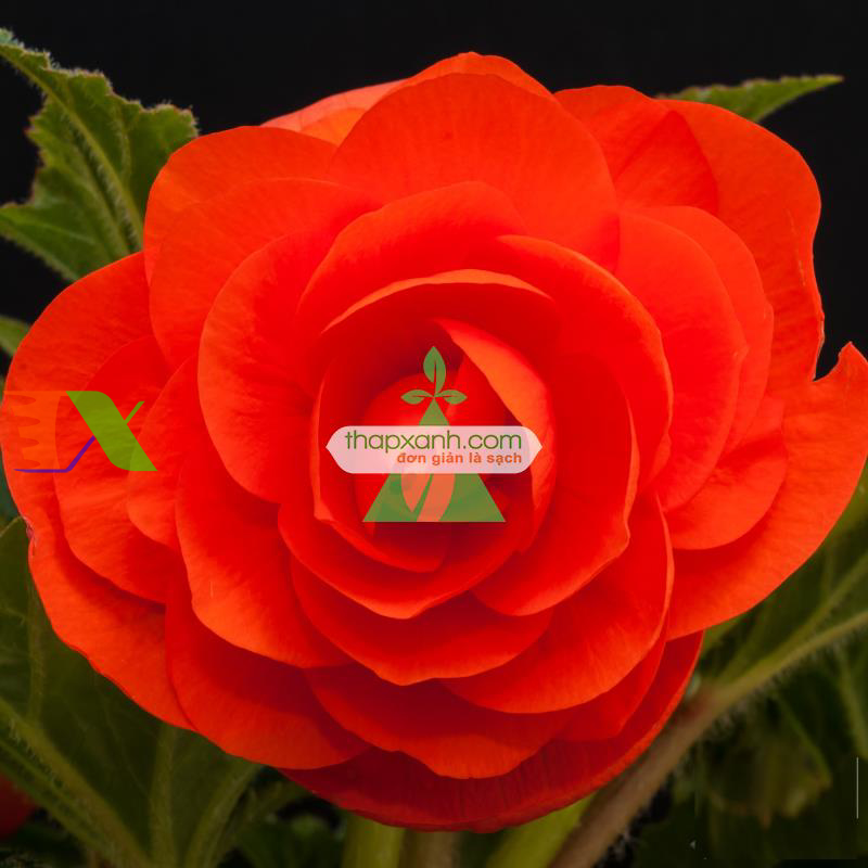 Hạt giống hoa Thu Hải Đường mix