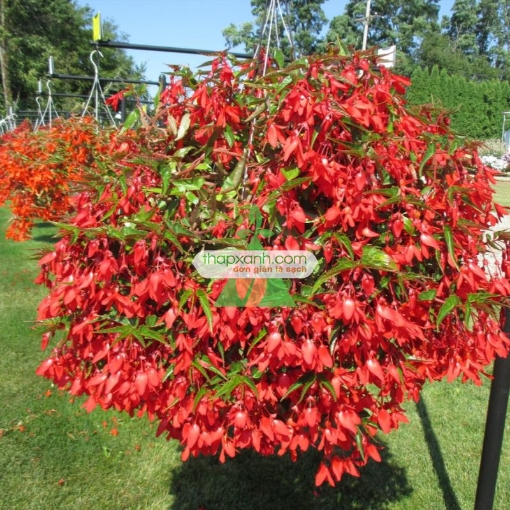 รูปภาพของ Hạt giống hoa Thu Hải Đường rủ mix