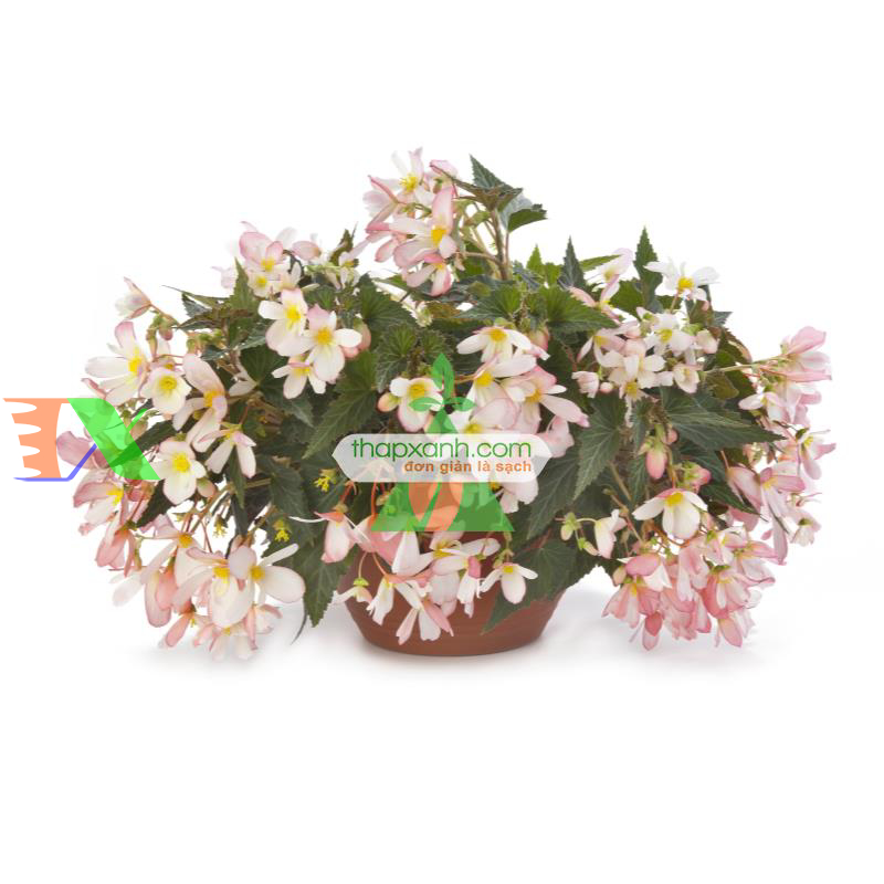 Hạt giống hoa Thu Hải Đường rủ mix