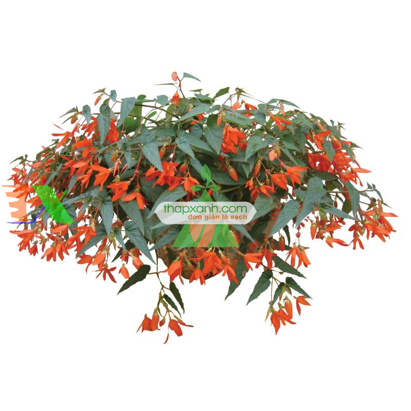 Hạt giống hoa Thu Hải Đường rủ mix