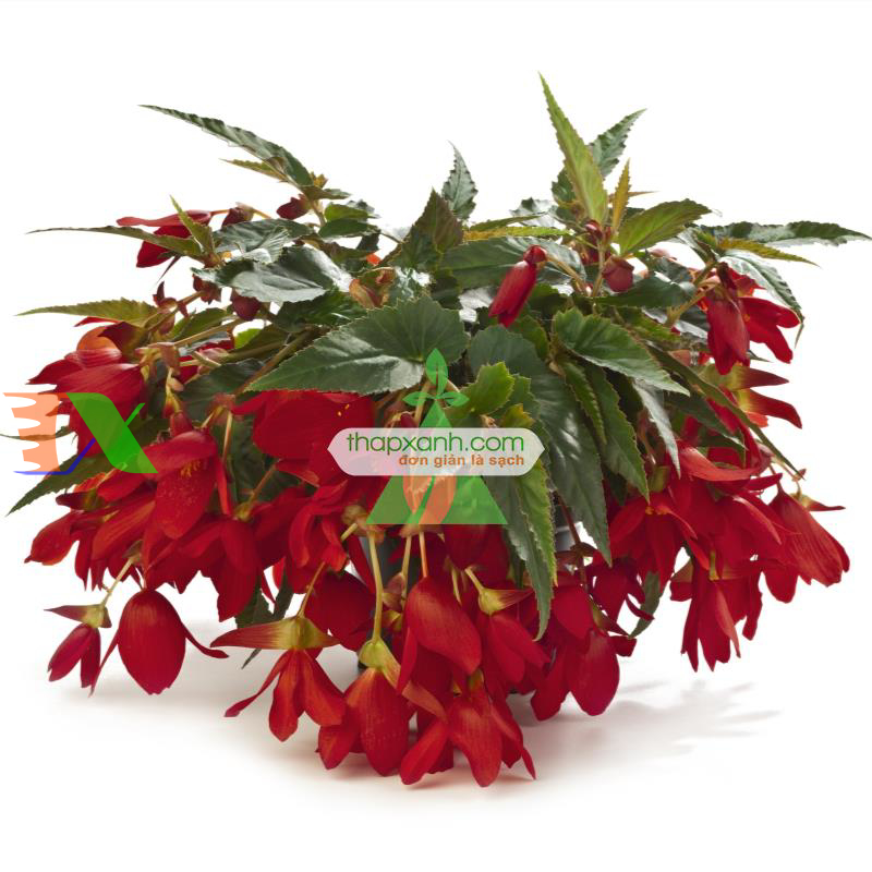 Hạt giống hoa Thu Hải Đường rủ mix