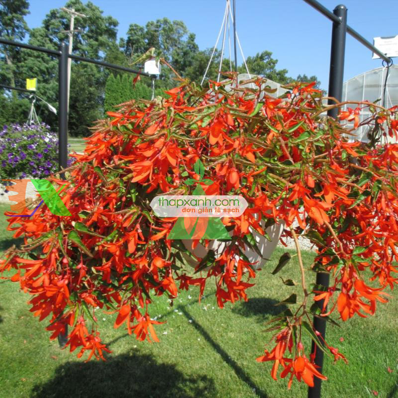 Hạt giống hoa Thu Hải Đường rủ mix