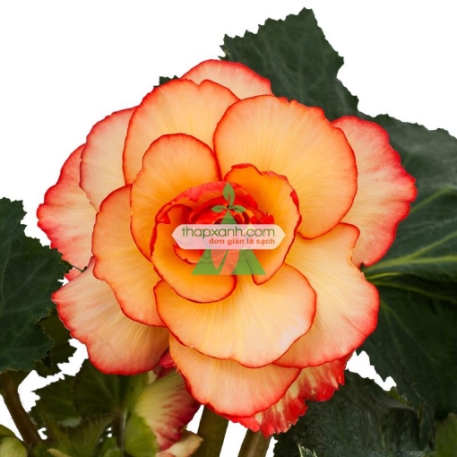 Ảnh của Hạt giống hoa Thu Hải Đường mix (Nga)