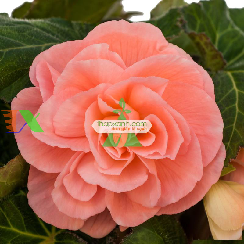 Hạt giống hoa Thu Hải Đường mix (Nga)