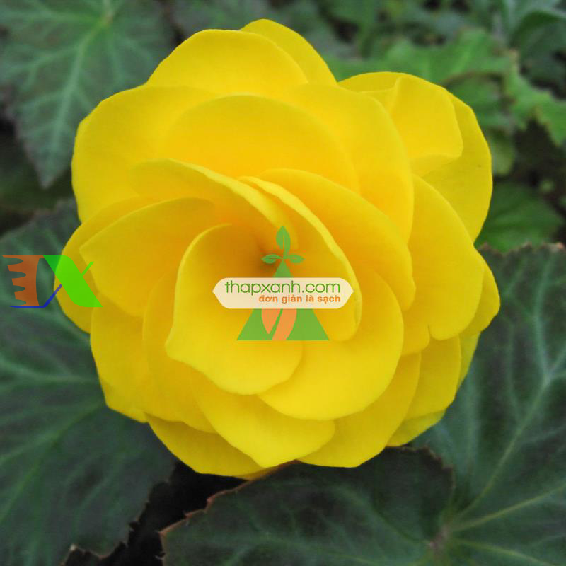 Hạt giống hoa Thu Hải Đường mix (Nga)