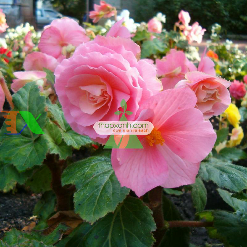 Hạt giống hoa Thu Hải Đường mix (Nga)