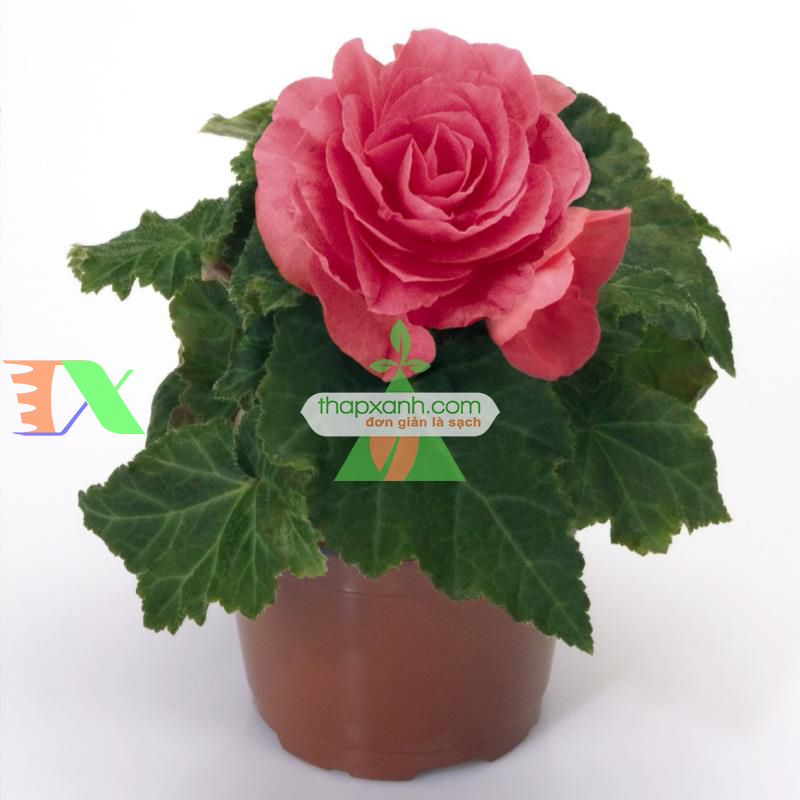 Hạt giống hoa Thu Hải Đường mix (Nga)