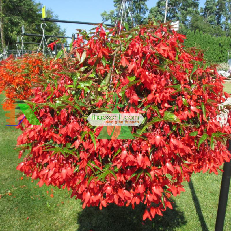 Hạt giống hoa Thu Hải Đường rủ mix (Nga)