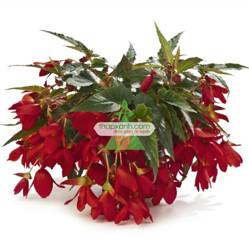 Ảnh của Hạt giống hoa Thu Hải Đường rủ mix (Nga)