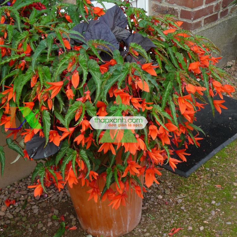 Hạt giống hoa Thu Hải Đường rủ mix (Nga)