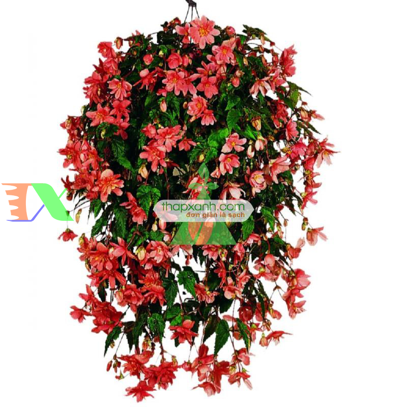 Hạt giống hoa Thu Hải Đường rủ mix (Nga)