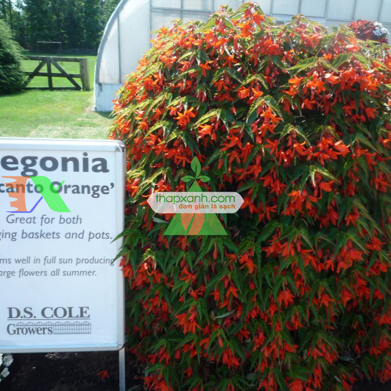 Hạt giống hoa Thu Hải Đường rủ mix