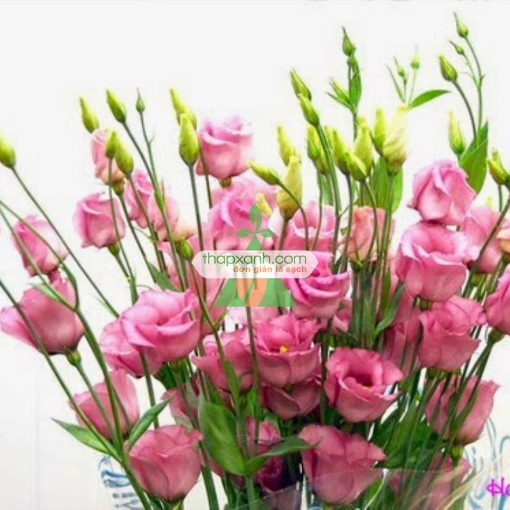 Ảnh của Hạt giống Hoa Cát Tường (phớt hồng)