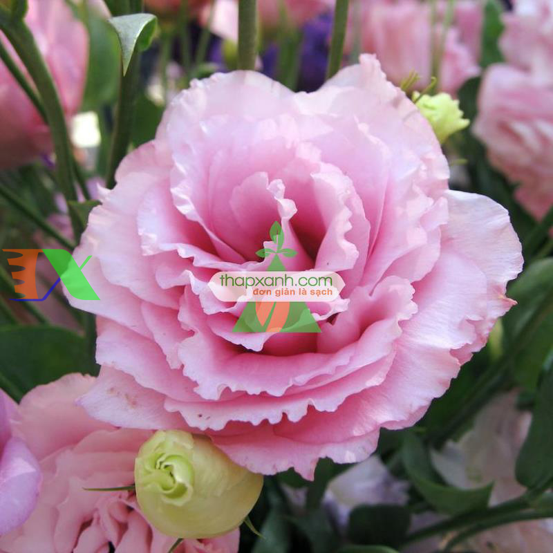 Hạt giống Hoa Cát Tường (phớt hồng)