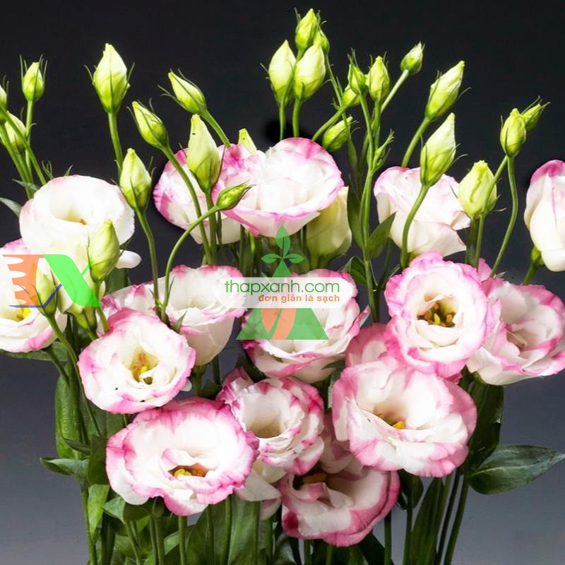 Hạt giống Hoa Cát Tường (phớt hồng)