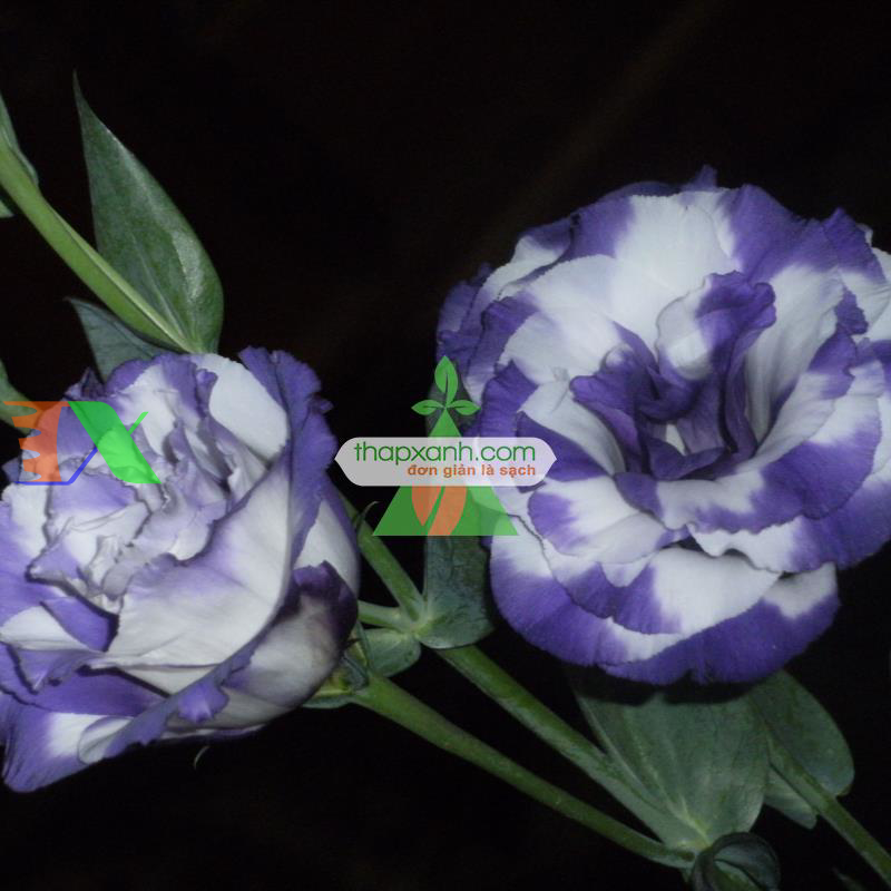 Hạt giống Hoa Cát Tường (xanh tím)