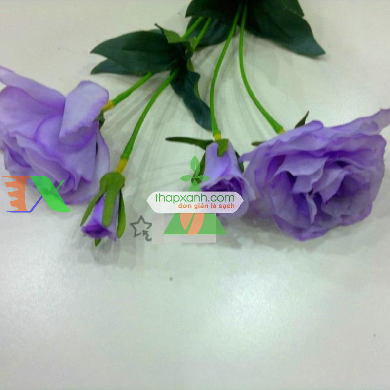 Hạt giống Hoa Cát Tường (xanh tím)