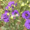 图片 Hạt giống Hoa Cát Tường (xanh tím)