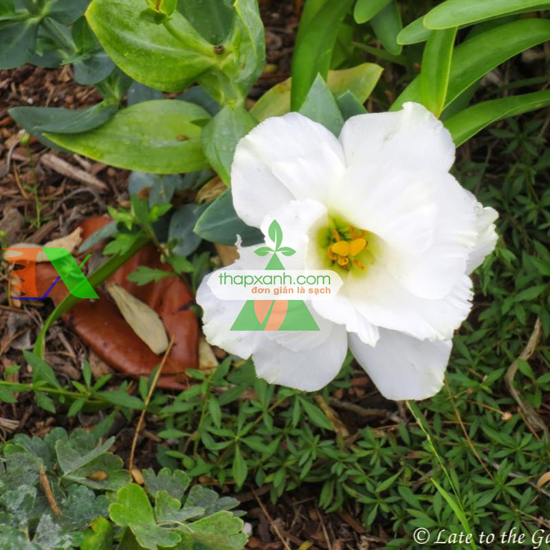 Hạt giống Hoa Cát Tường (trắng)