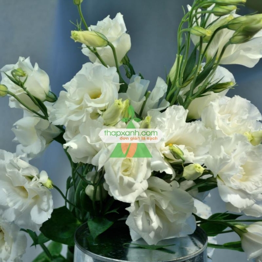 รูปภาพของ Hạt giống Hoa Cát Tường (trắng)