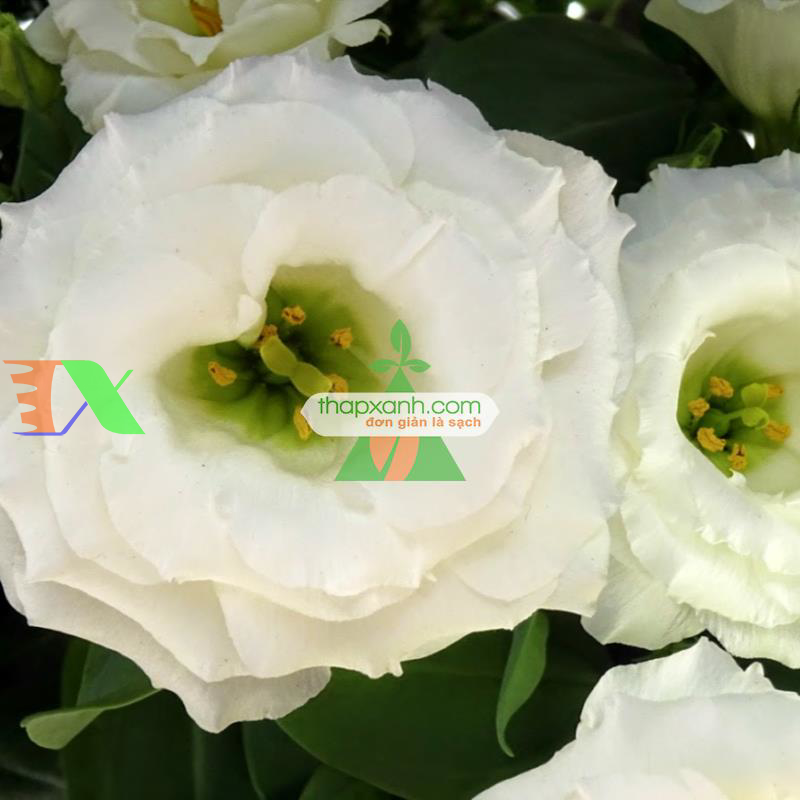 Hạt giống Hoa Cát Tường (trắng)