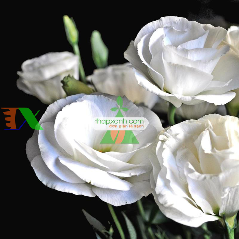 Hạt giống Hoa Cát Tường (trắng)