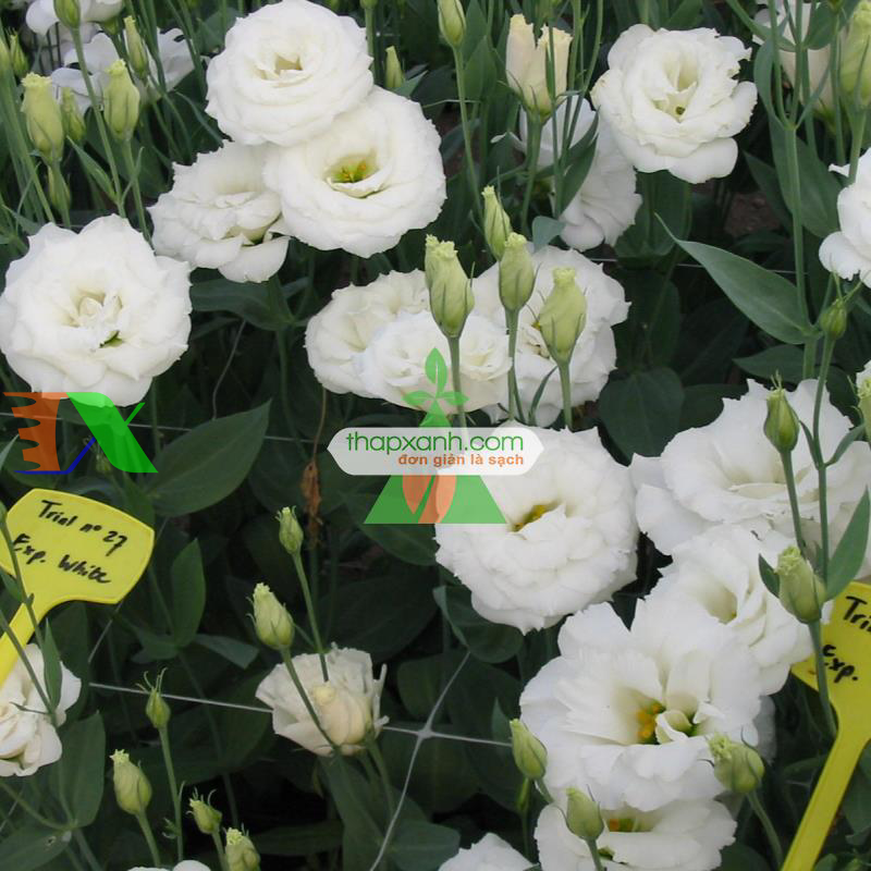 Hạt giống Hoa Cát Tường (trắng)