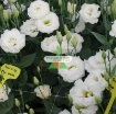 รูปภาพของ Hạt giống Hoa Cát Tường (trắng)