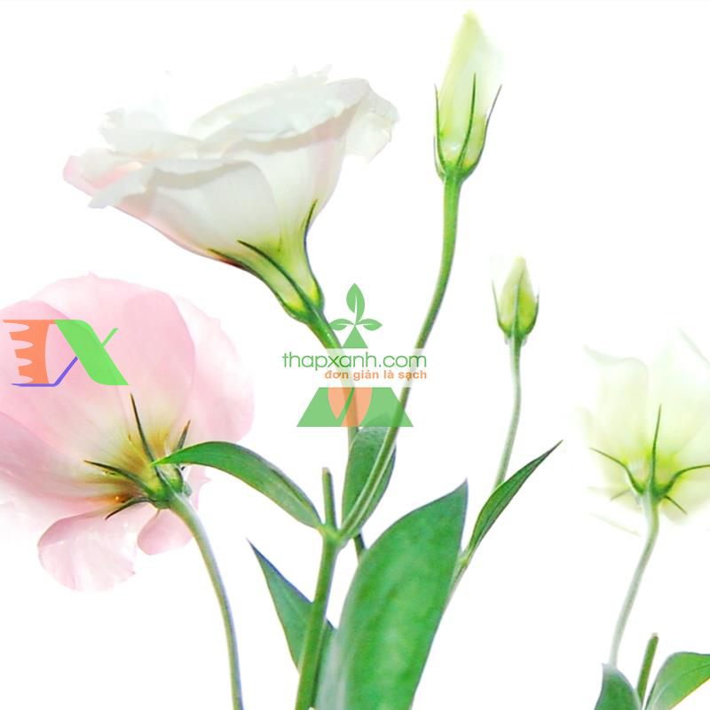 Hạt giống Hoa Cát Tường (trắng)