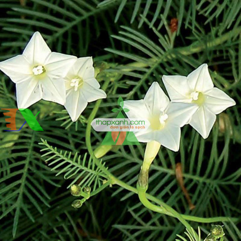 Hạt giống hoa Sao (Tóc Tiên leo) mix