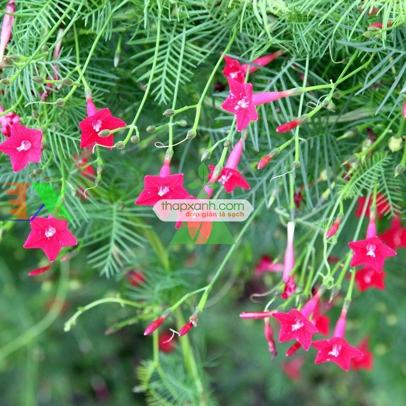 Hạt giống hoa Sao (Tóc Tiên leo) mix