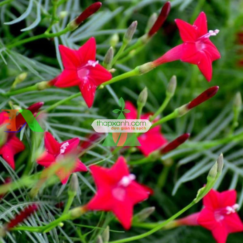 Hạt giống hoa Sao (Tóc Tiên leo) mix