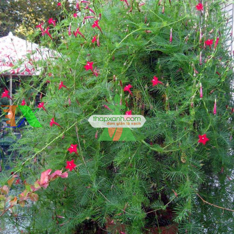 Hạt giống hoa Sao (Tóc Tiên leo) mix